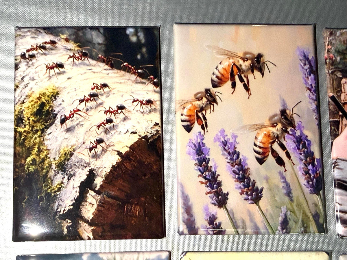 Naturalist, bug, insect, nature lover magnets sold individually or purchase them all