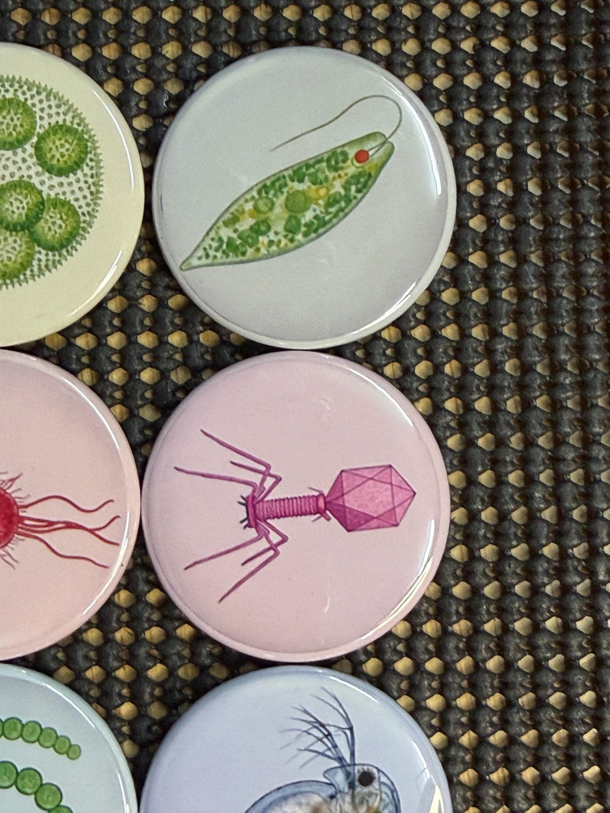 Micro Wonders again?: Colorful Microorganism Button or Magnet Set (Set of 8)