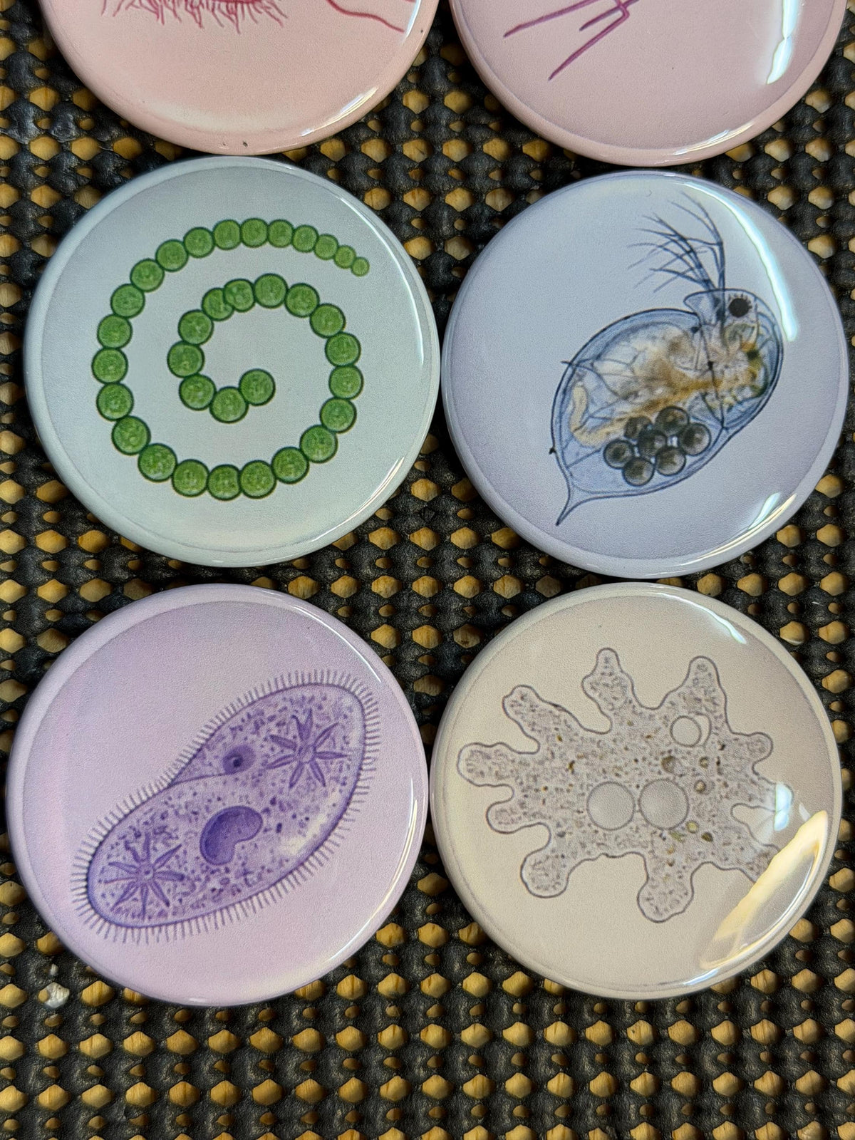 Micro Wonders again?: Colorful Microorganism Button or Magnet Set (Set of 8)