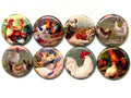Vintage Rooster & Chickens Magnets or Pinbacks - Set of 8