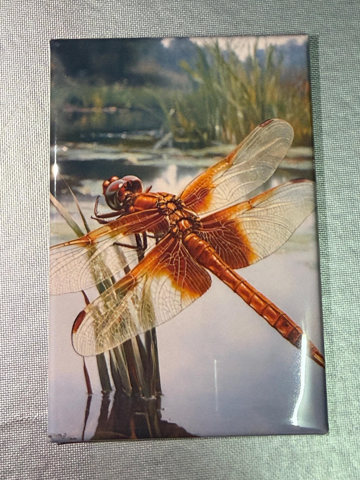 Naturalist, bug, insect, nature lover magnets sold individually or purchase them all