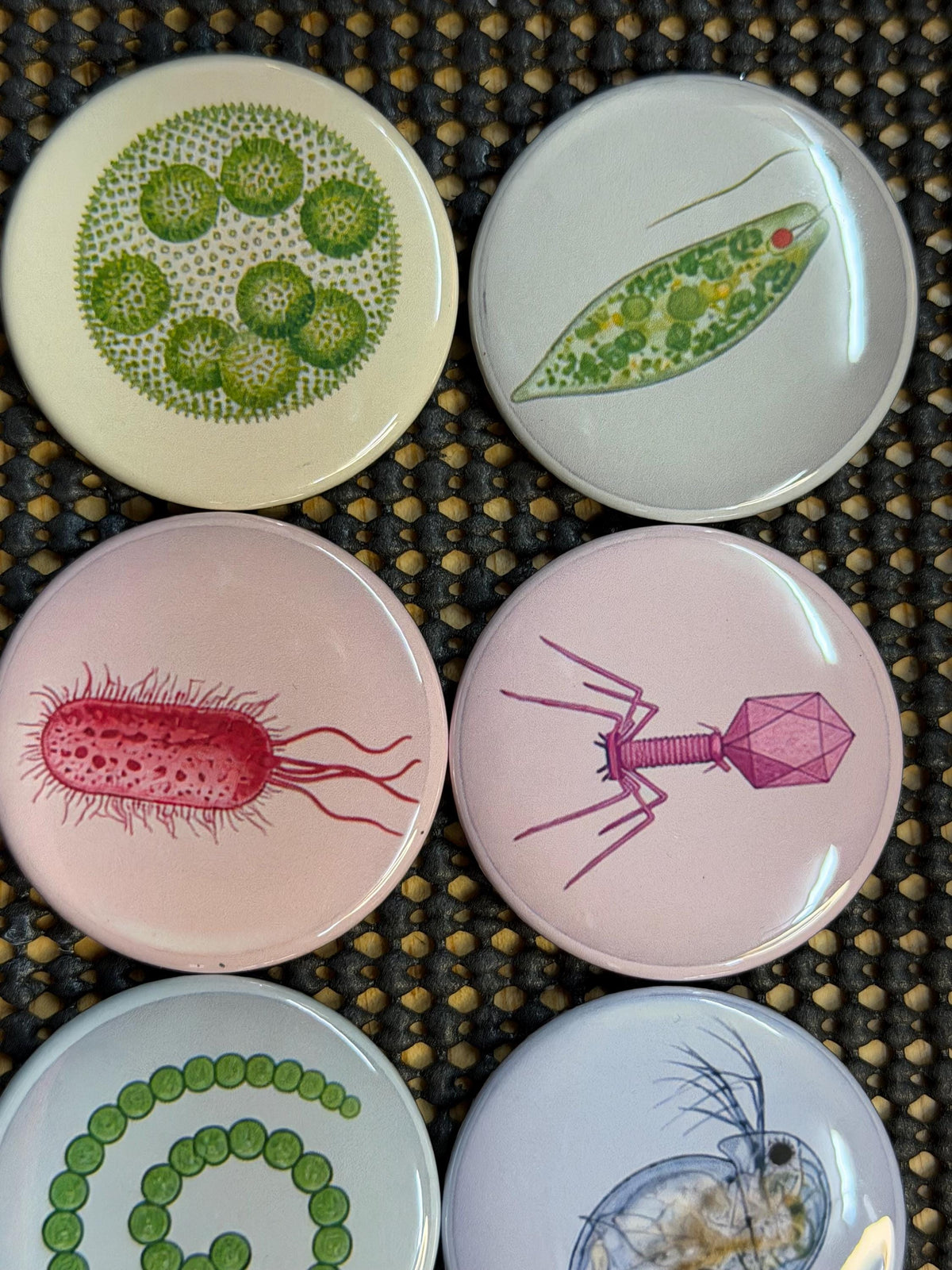 Micro Wonders again?: Colorful Microorganism Button or Magnet Set (Set of 8)