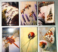 Naturalist, bug, insect, nature lover magnets sold individually or purchase them all