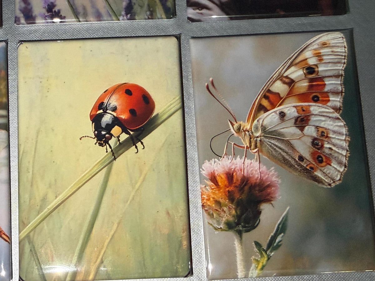 Naturalist, bug, insect, nature lover magnets sold individually or purchase them all