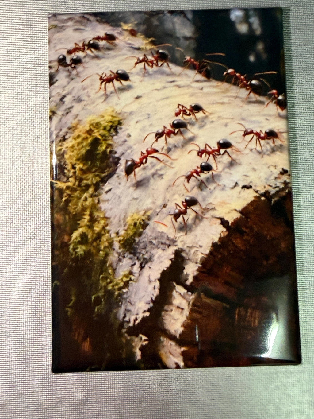 Naturalist, bug, insect, nature lover magnets sold individually or purchase them all
