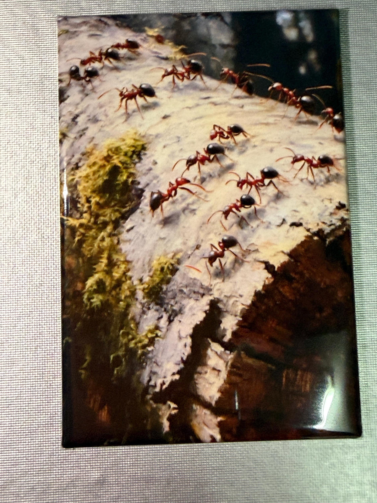 Naturalist, bug, insect, nature lover magnets sold individually or purchase them all