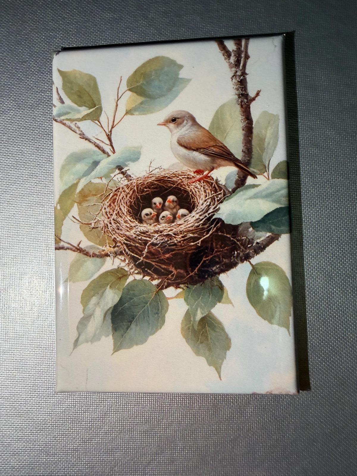 Naturalist, birding, bird watcher magnets sold individually or purchase them all